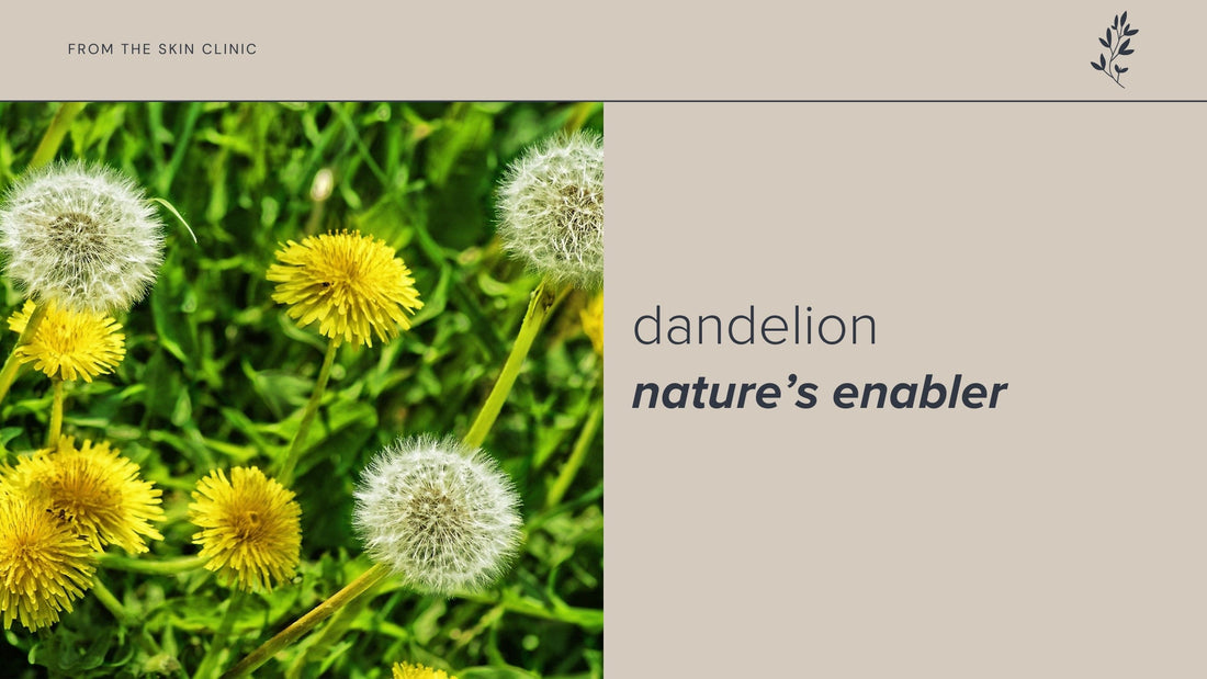 Dandelion: Nature’s Enabler in Janesce Affinite Skincare Range