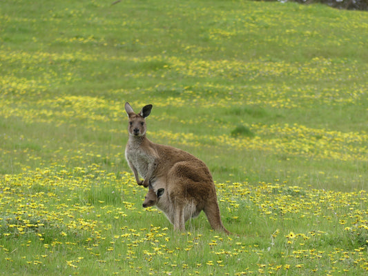 Why are their Kangaroos on the Janesce farm?